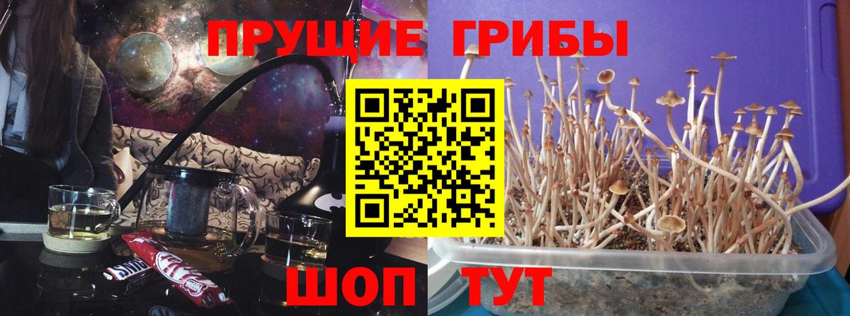 Галлюциногенные грибы прущие грибы  Вход с VPN  Тихвин  Псилоцибиновые грибы GOLDEN TEACHER 